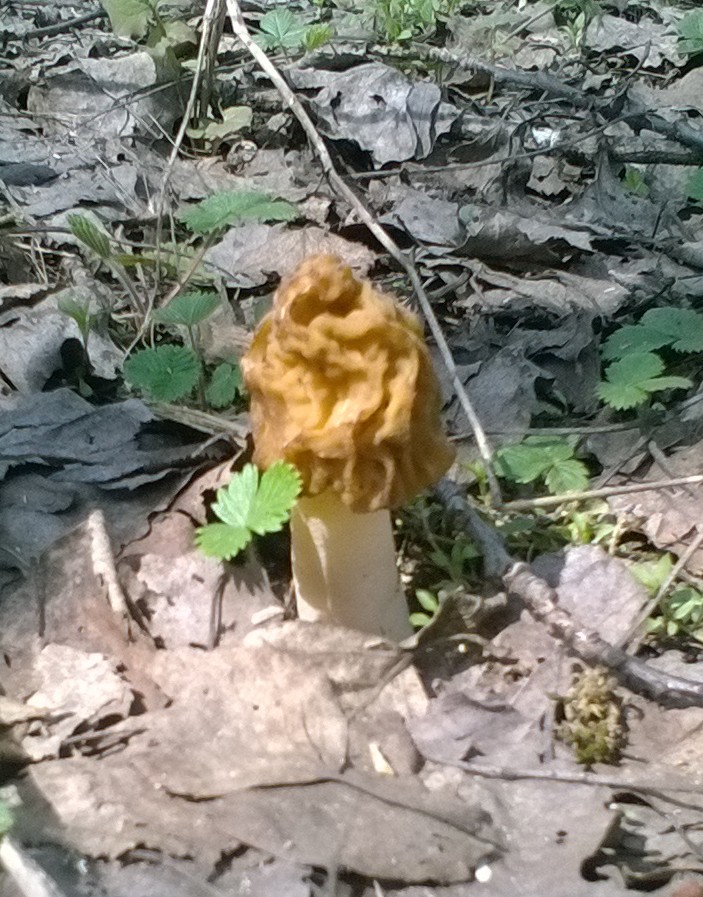 Mushrooms and hedgehog - My, Mushrooms, Hedgehog, Smolensk region, Morel hat, Longpost