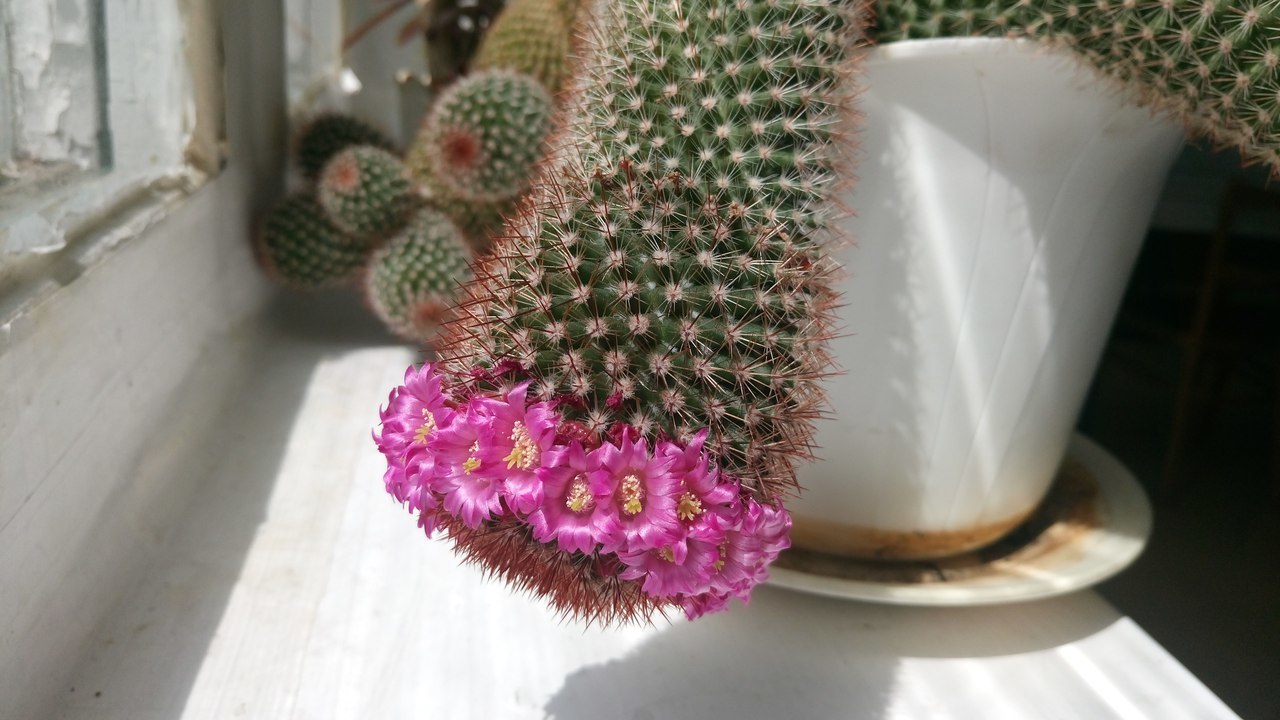 Cactus bloomed - My, Flowers, Cactus, Spring, beauty