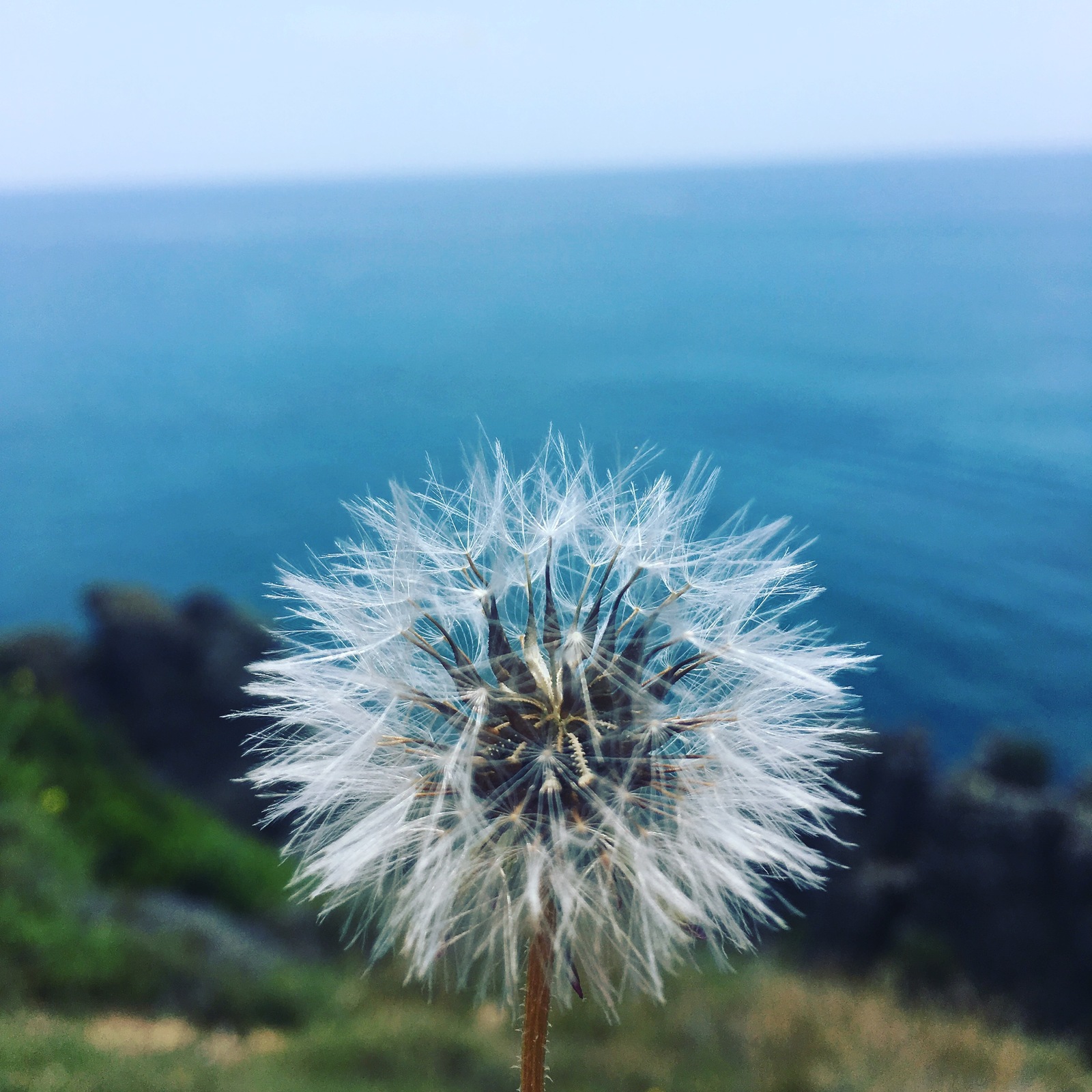 Dandelion in the mediterranean - My, Sea, Turkey, Dandelion, Mediterranean Sea, The photo