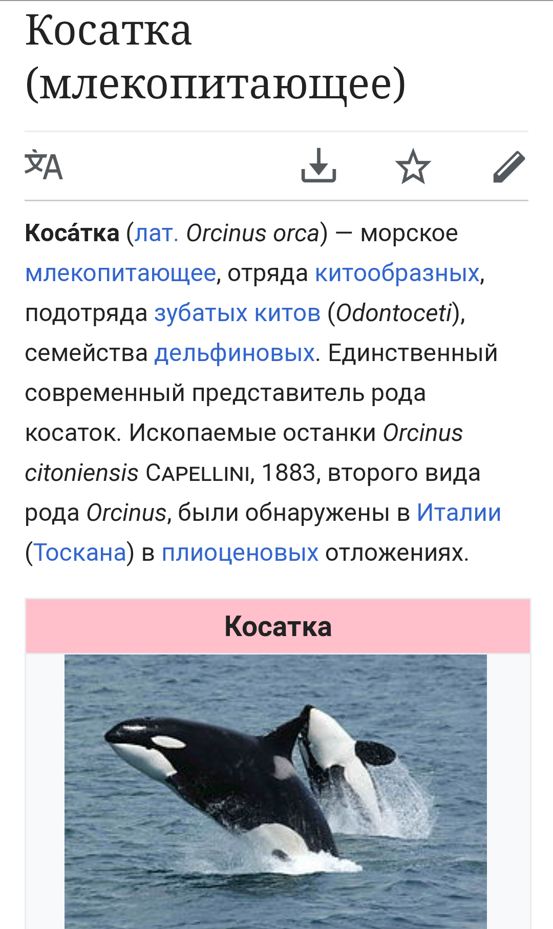 albino killer whale - Killer whale, Albino, Longpost