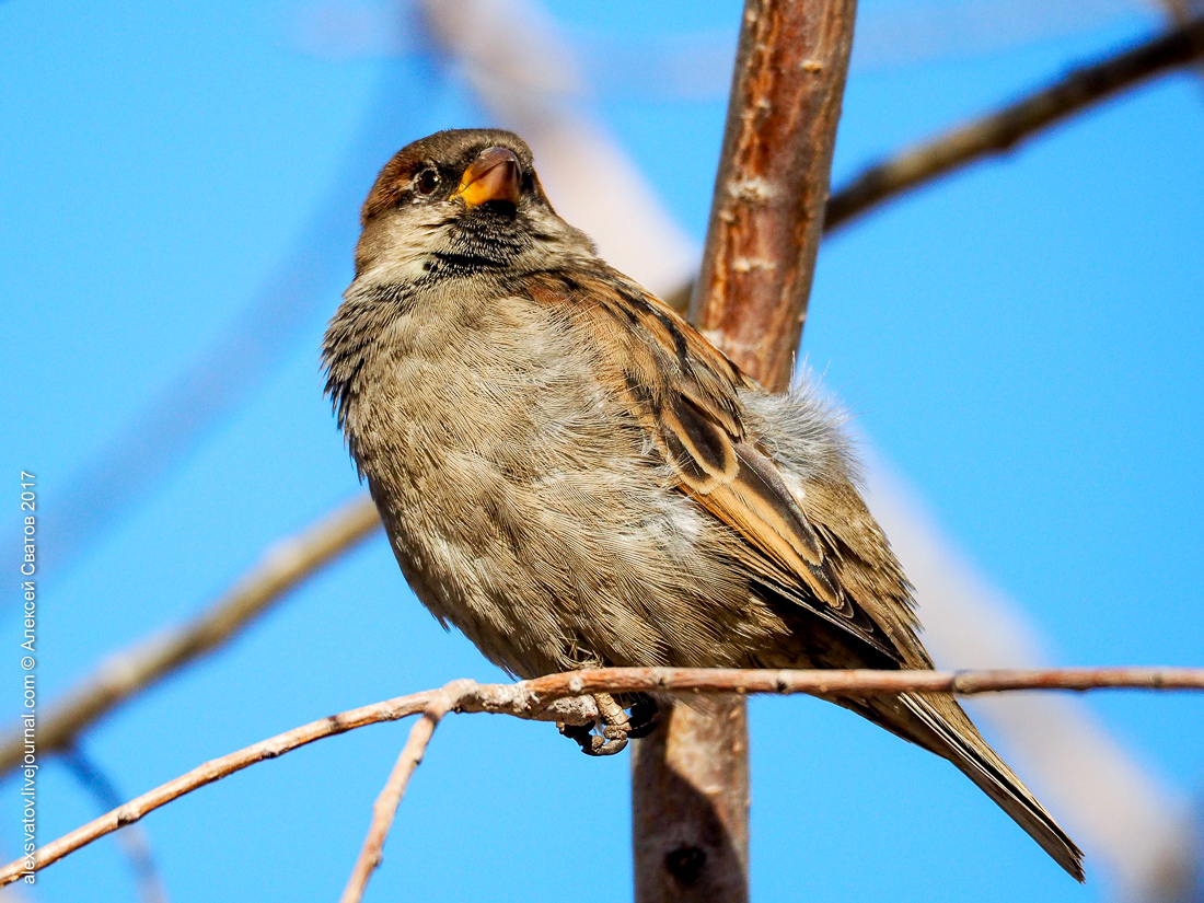 His Sparrow. Data - My, Birds, Sparrow, Longpost