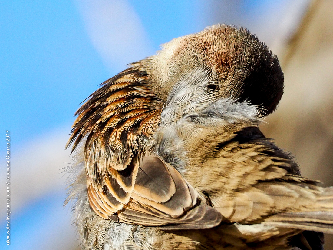 His Sparrow. Data - My, Birds, Sparrow, Longpost