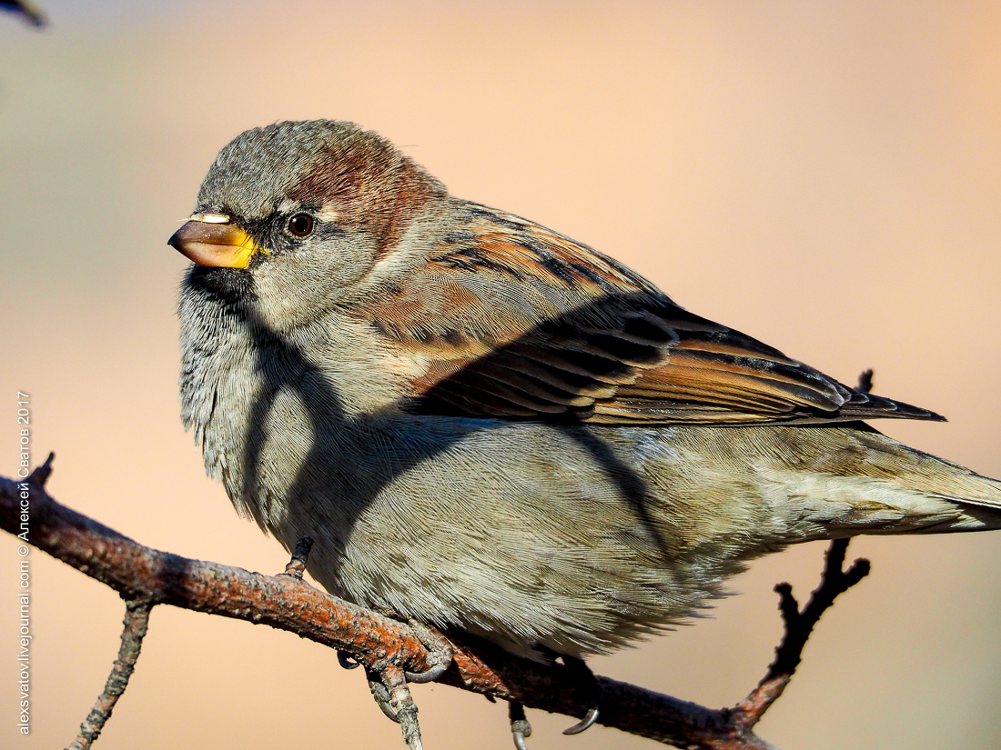 His Sparrow. Data - My, Birds, Sparrow, Longpost