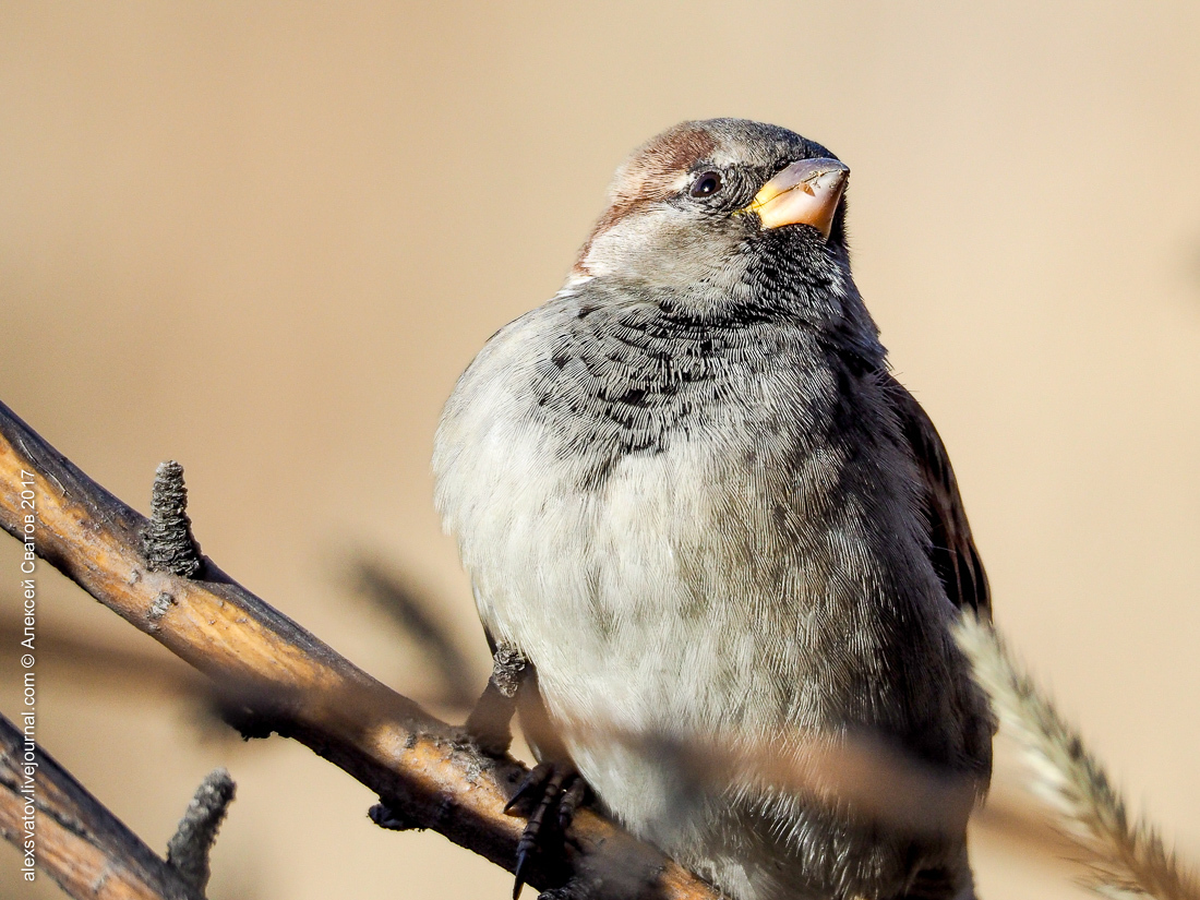 His Sparrow. Data - My, Birds, Sparrow, Longpost