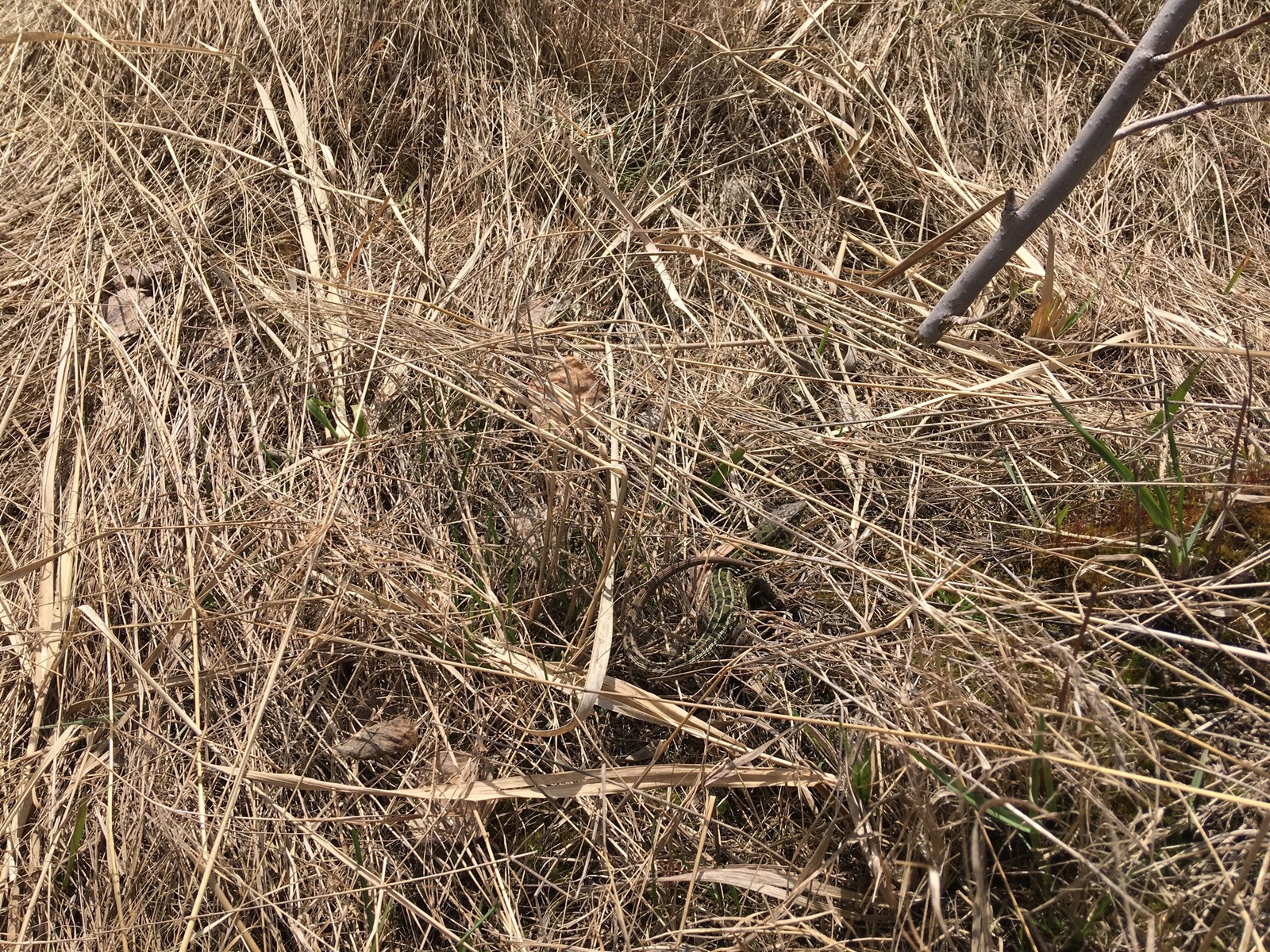 May remembered that he was spring! Tyumen. - My, Spring, Tyumen, Dog, Flowers, Lizard, Longpost