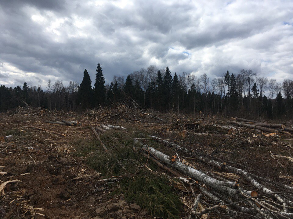 Let's protect the forests of the Moscow region! - Forest, Ecological catastrophy, , Greenpeace, Longpost