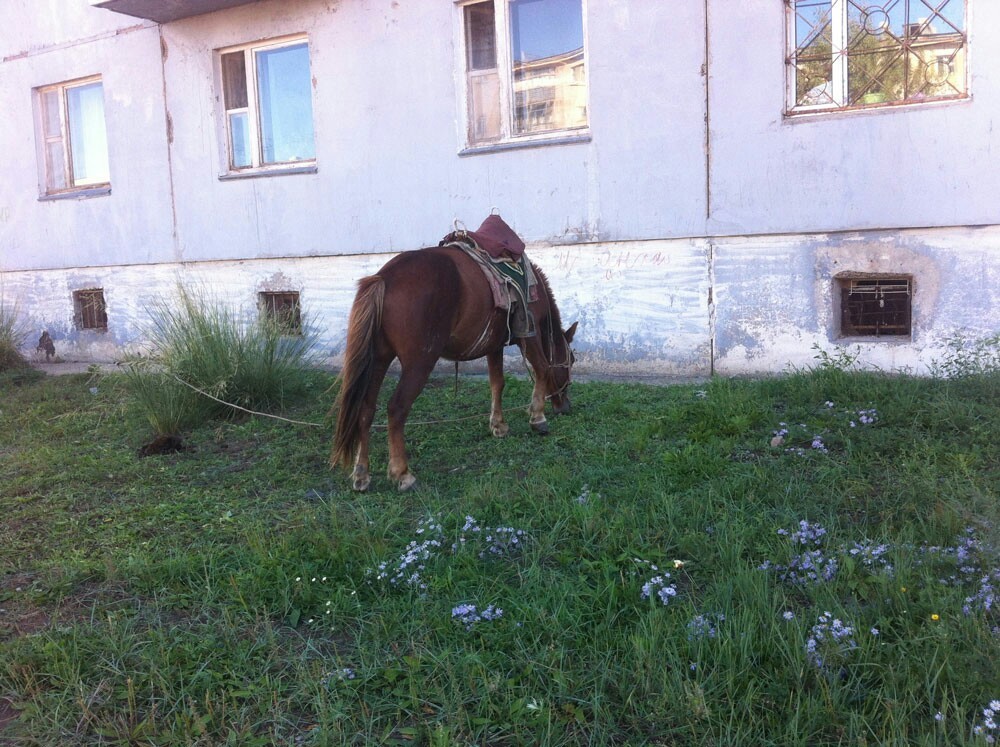 Life in Mongolia - Mongolia, It's good where we're not there, Longpost