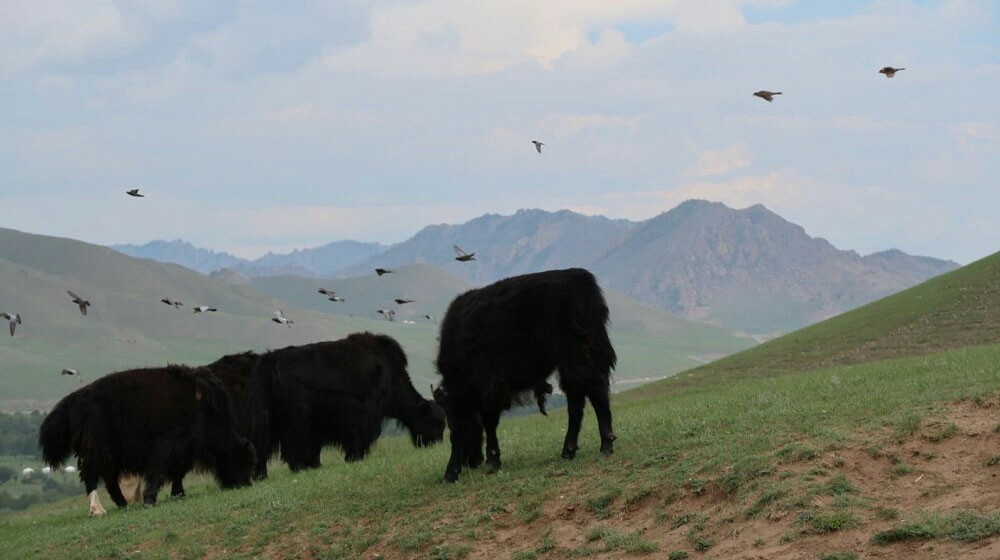 Life in Mongolia - Mongolia, It's good where we're not there, Longpost