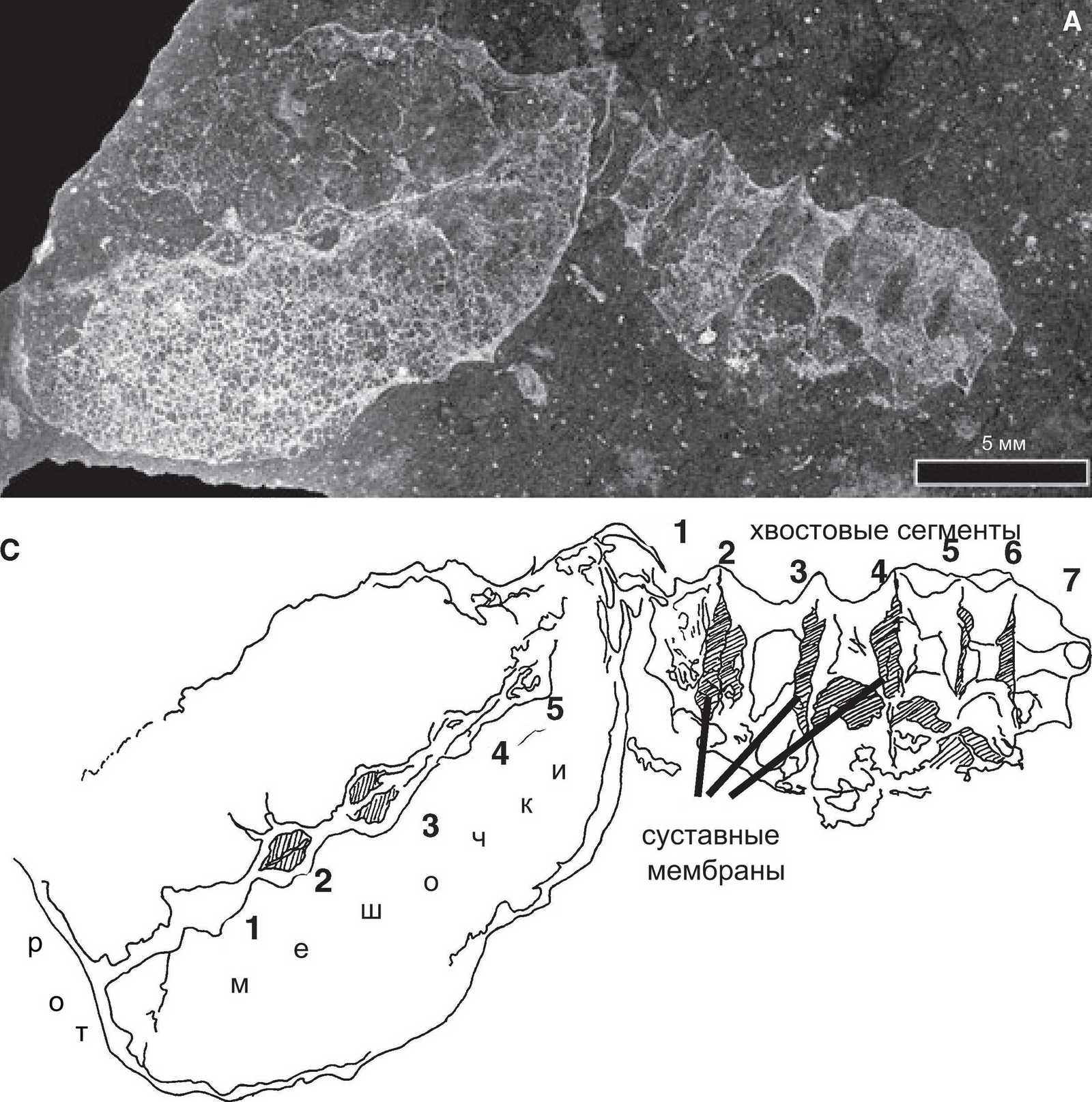 Picture of the day - Paleontology, Cambrian, Interesting, The science, Copy-paste, Elementy ru, Longpost