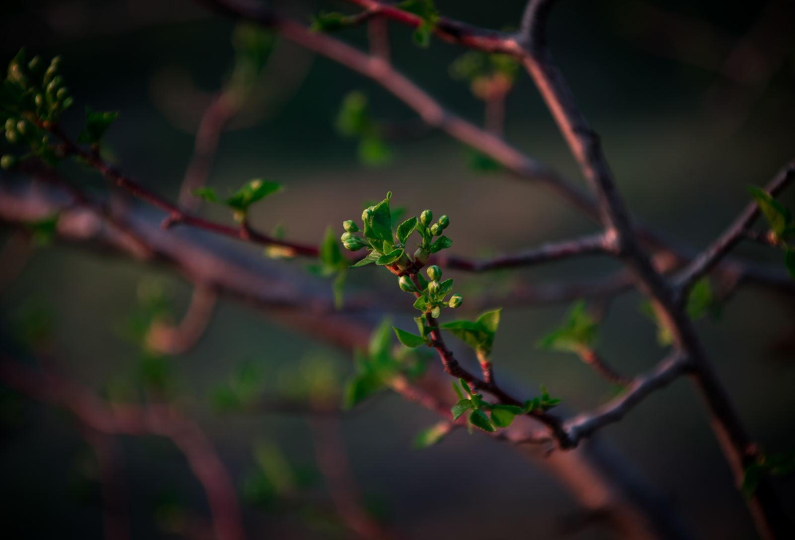 Golden hour - My, The photo, Landscape, Nature, Relaxation, May, Spring, Longpost