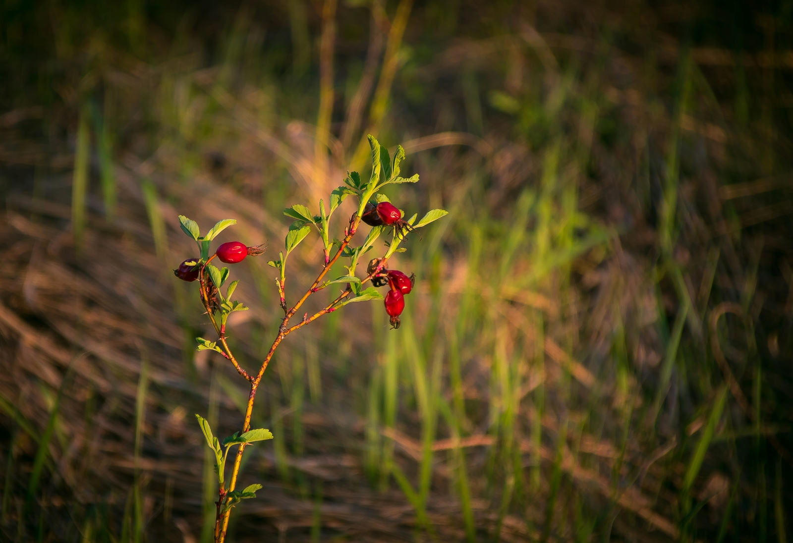 Golden hour - My, The photo, Landscape, Nature, Relaxation, May, Spring, Longpost