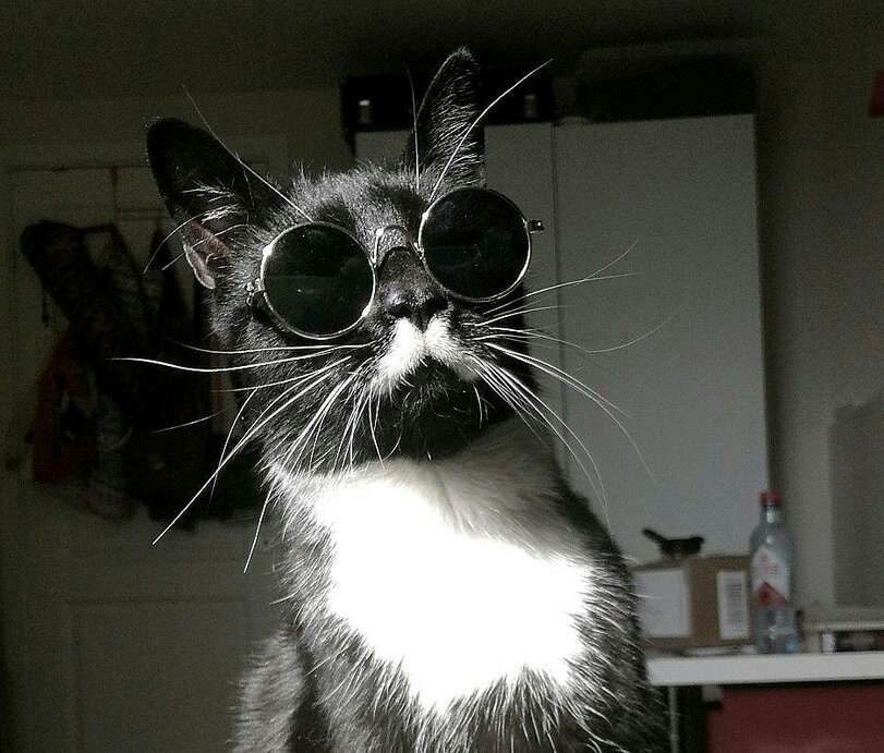 Murzi Osborne - cat, Glasses