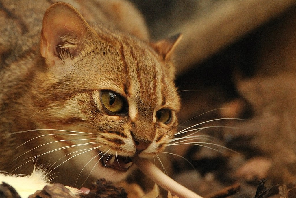 Rusty cat. - , Predator, Longpost, cat