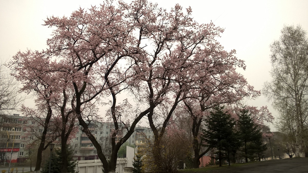 Cherry blossoms in Primorye - My, Primorsky Krai, Sakura, Дальний Восток, Travel across Russia