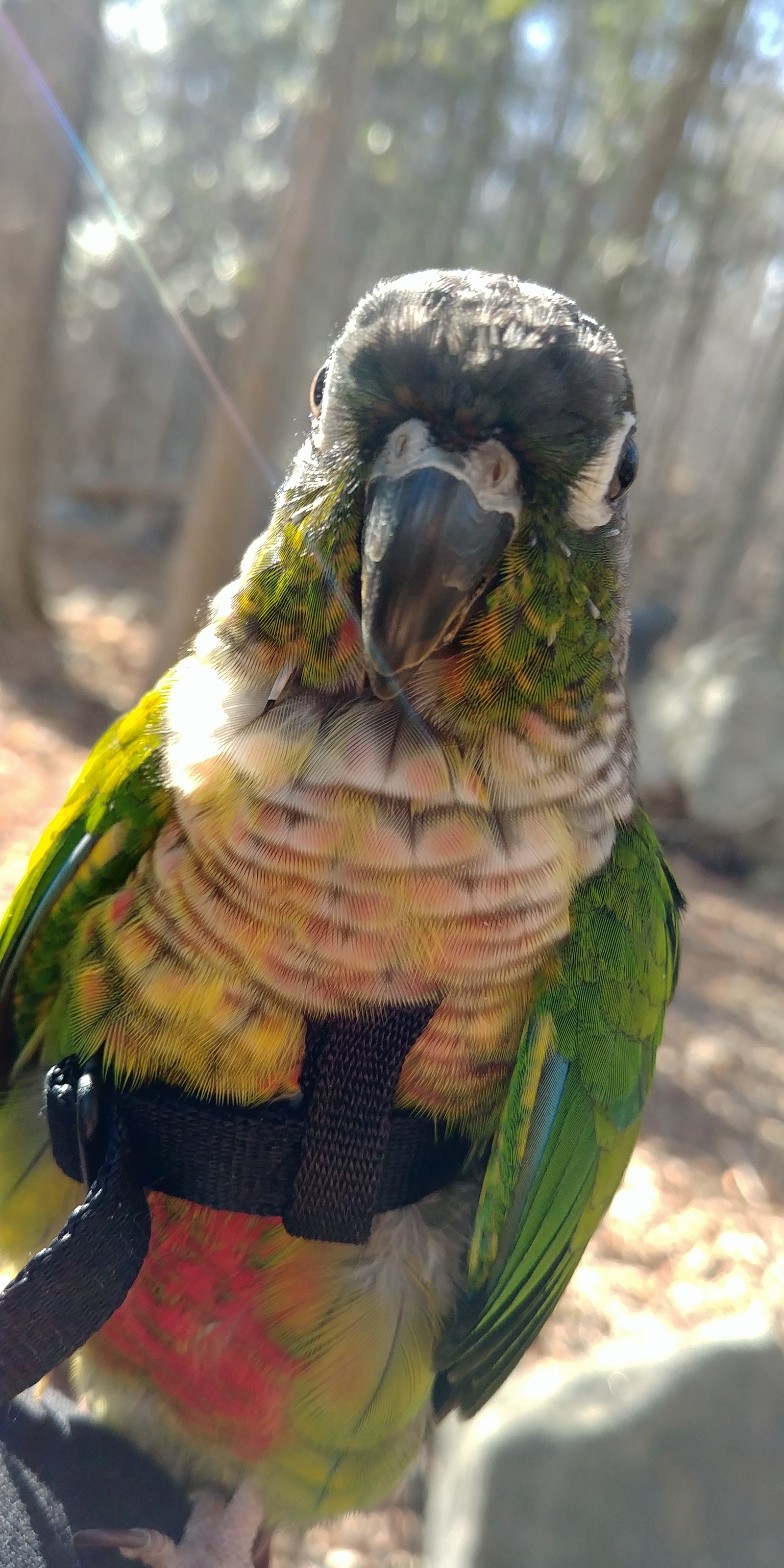 Parrot Spring Walk #2 - My, A parrot, Birds, Walk, Spring, Longpost