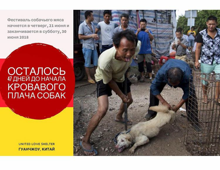 Dog Meat Festival in China. - Help, Dog, China, Helping animals