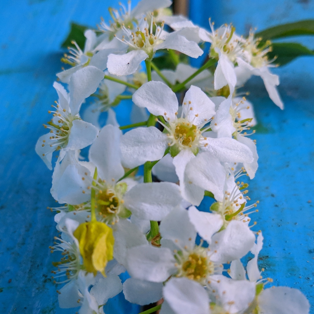 Cherry blossoms. - My, Bird cherry, Spring, Moscow, Mobile photography, LG G6