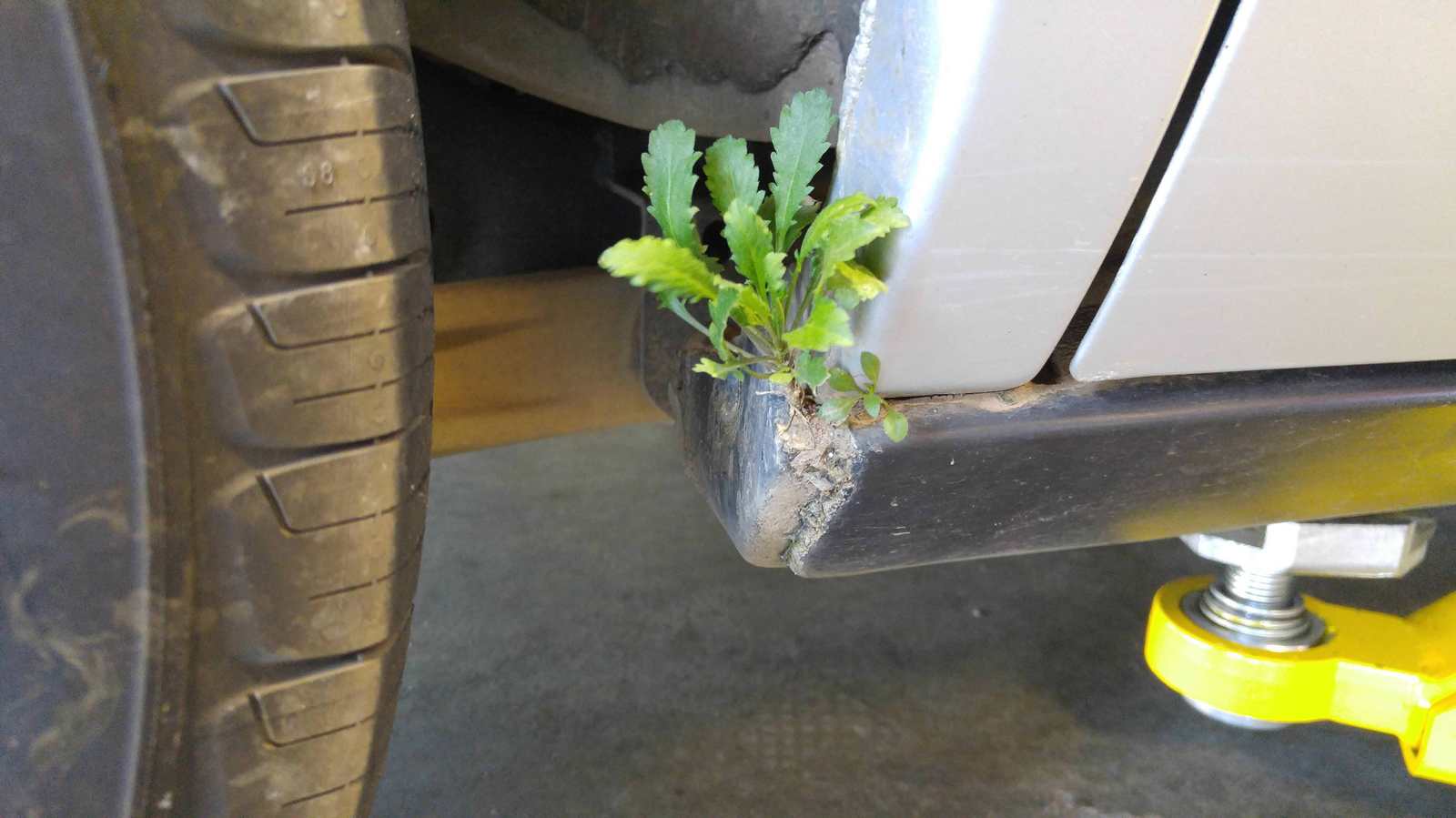 sprouted. - Plants, Car, Reddit