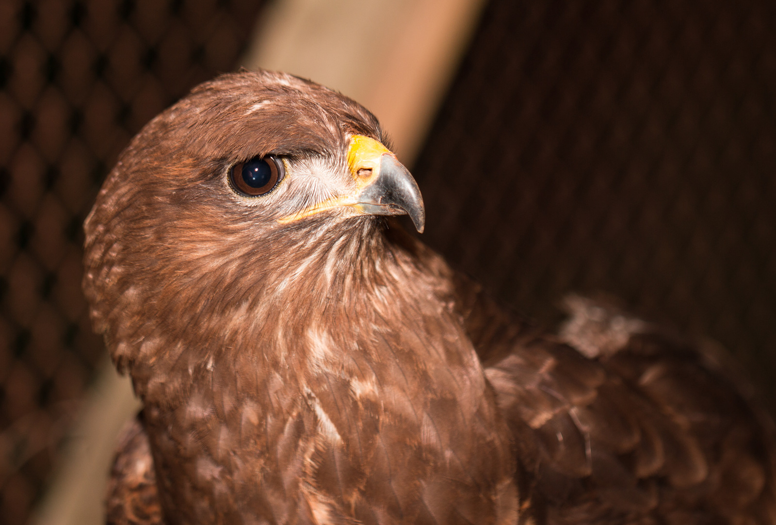 Found a Buzzard with a damaged wing. - My, Buzzard, Ornithology, Sorry for the bird, Help, Longpost