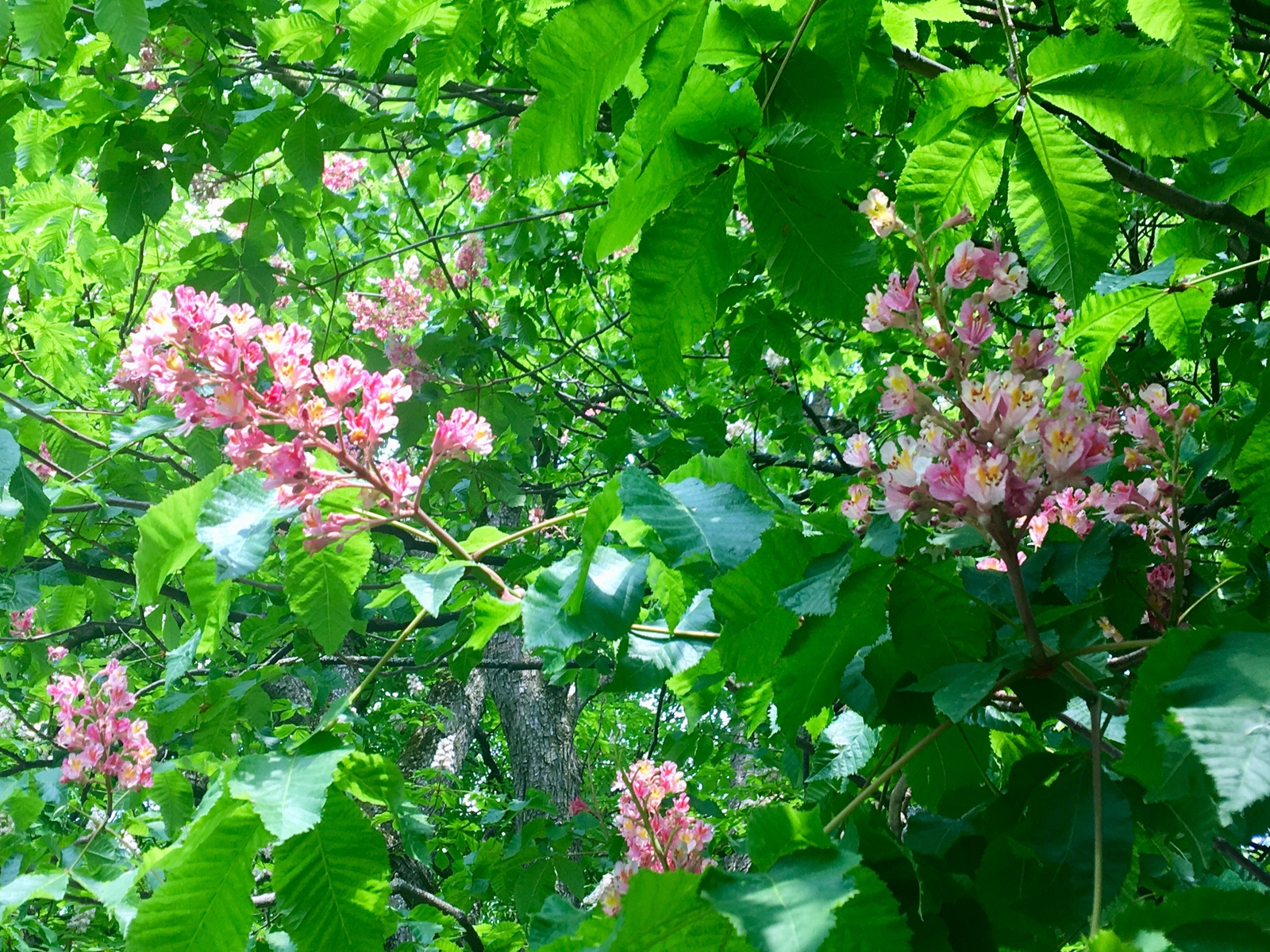 Blooming chestnuts - My, The photo, Munich, Chestnut, , Longpost, Spring, May