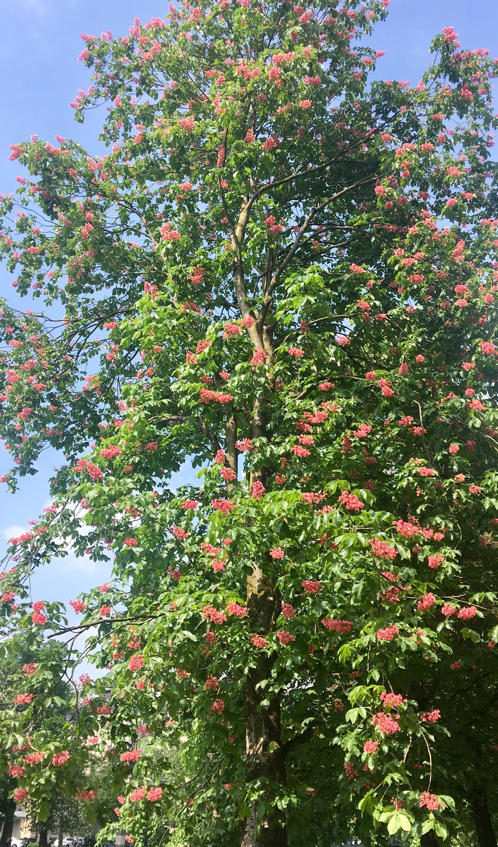 Blooming chestnuts - My, The photo, Munich, Chestnut, , Longpost, Spring, May