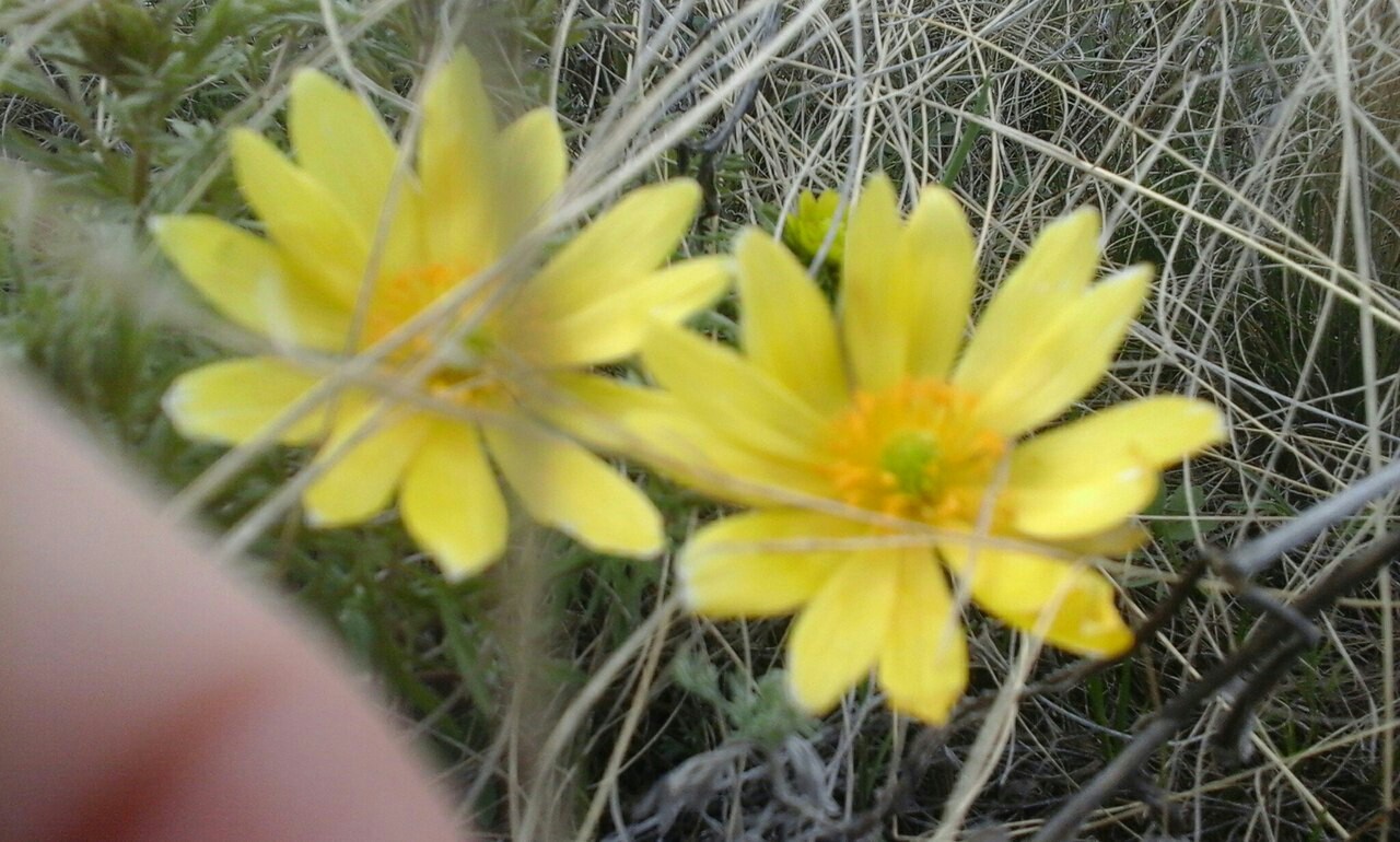 Steppe blooms - My, Primroses, Steppe, Dream herb, Adonis, Spring, Orenburg region, Bumblebee, Longpost, Adonis spring