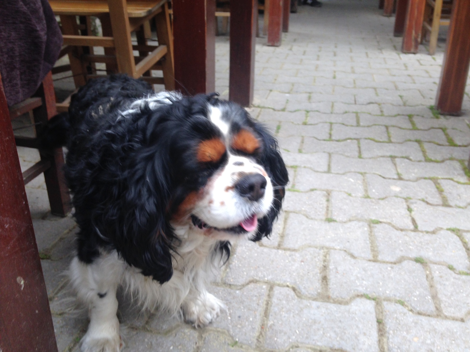 red eyebrows - My, Dog, Old man