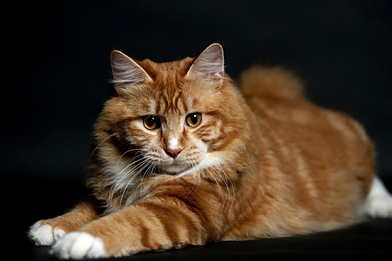 Red-haired beauty - cat, Natural beauty