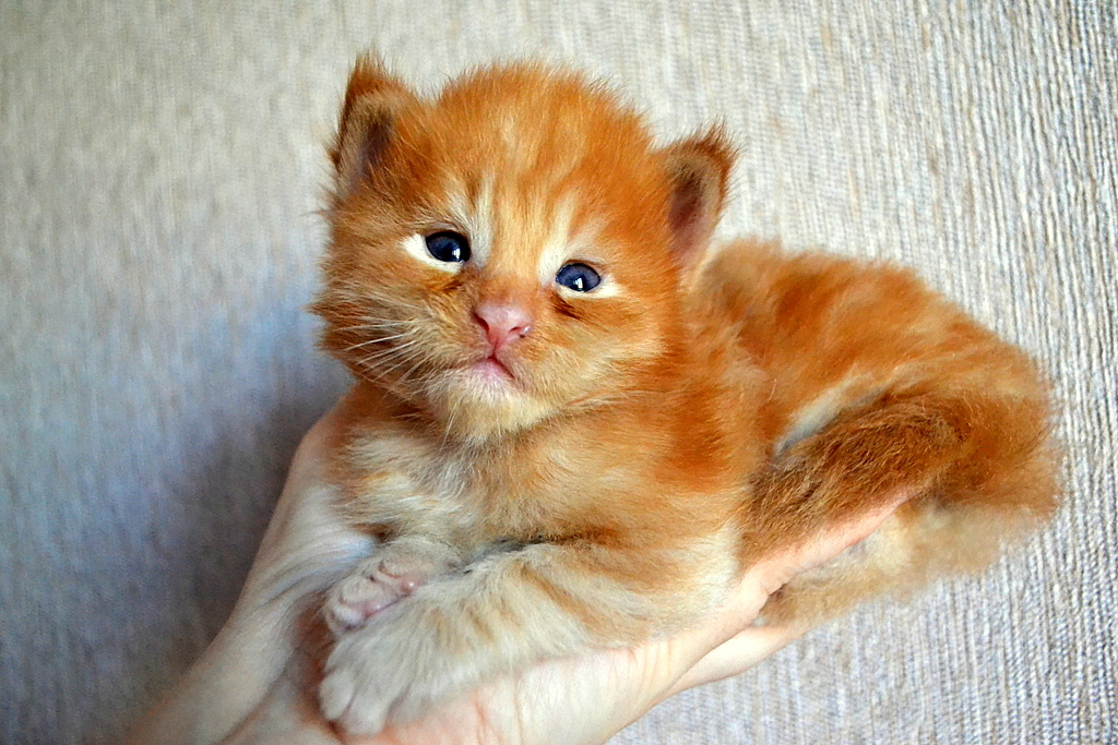 Little ones, but such a meaningful look - My, cat, Maine Coon, 