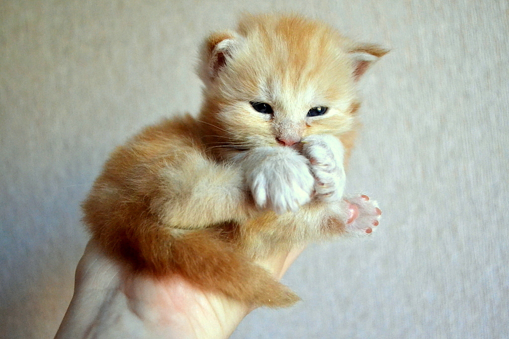 Little ones, but such a meaningful look - My, cat, Maine Coon, 