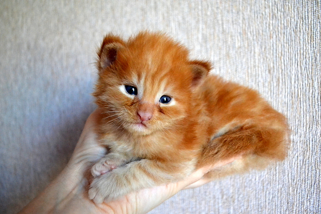 Little ones, but such a meaningful look - My, cat, Maine Coon, 