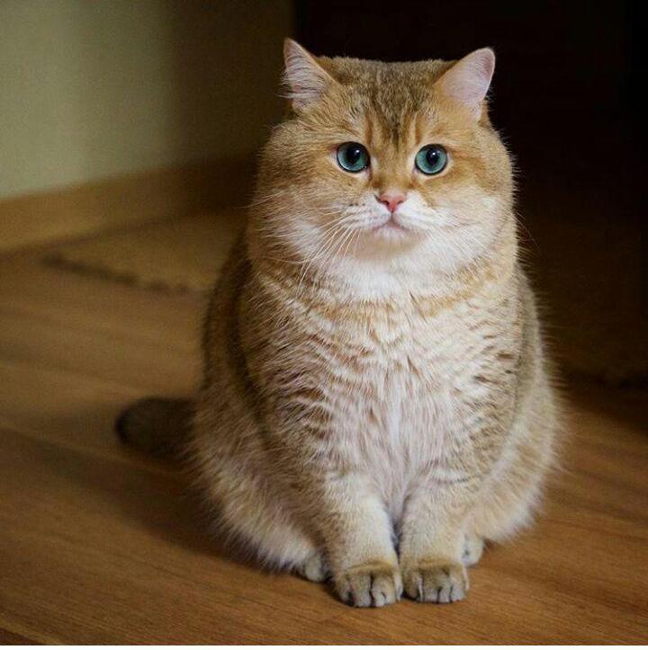 Hoshiko: a cat with plump cheeks - cat, Cheeks, The bone is fluffy, , Hosico Cat, , Longpost, British cat