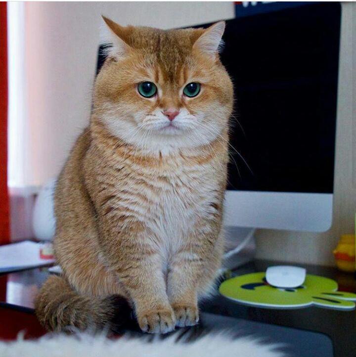 Hoshiko: a cat with plump cheeks - cat, Cheeks, The bone is fluffy, , Hosico Cat, , Longpost, British cat