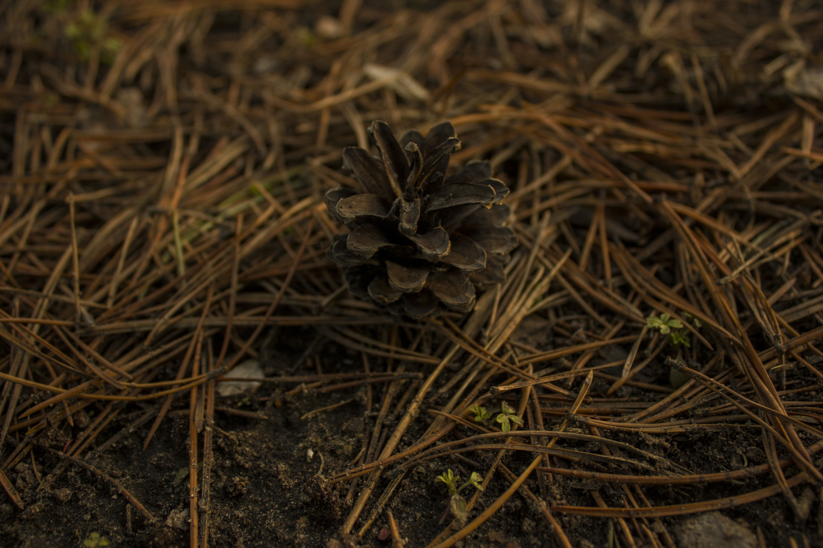 Last year's bump in the spring - My, Beginning photographer, Cones