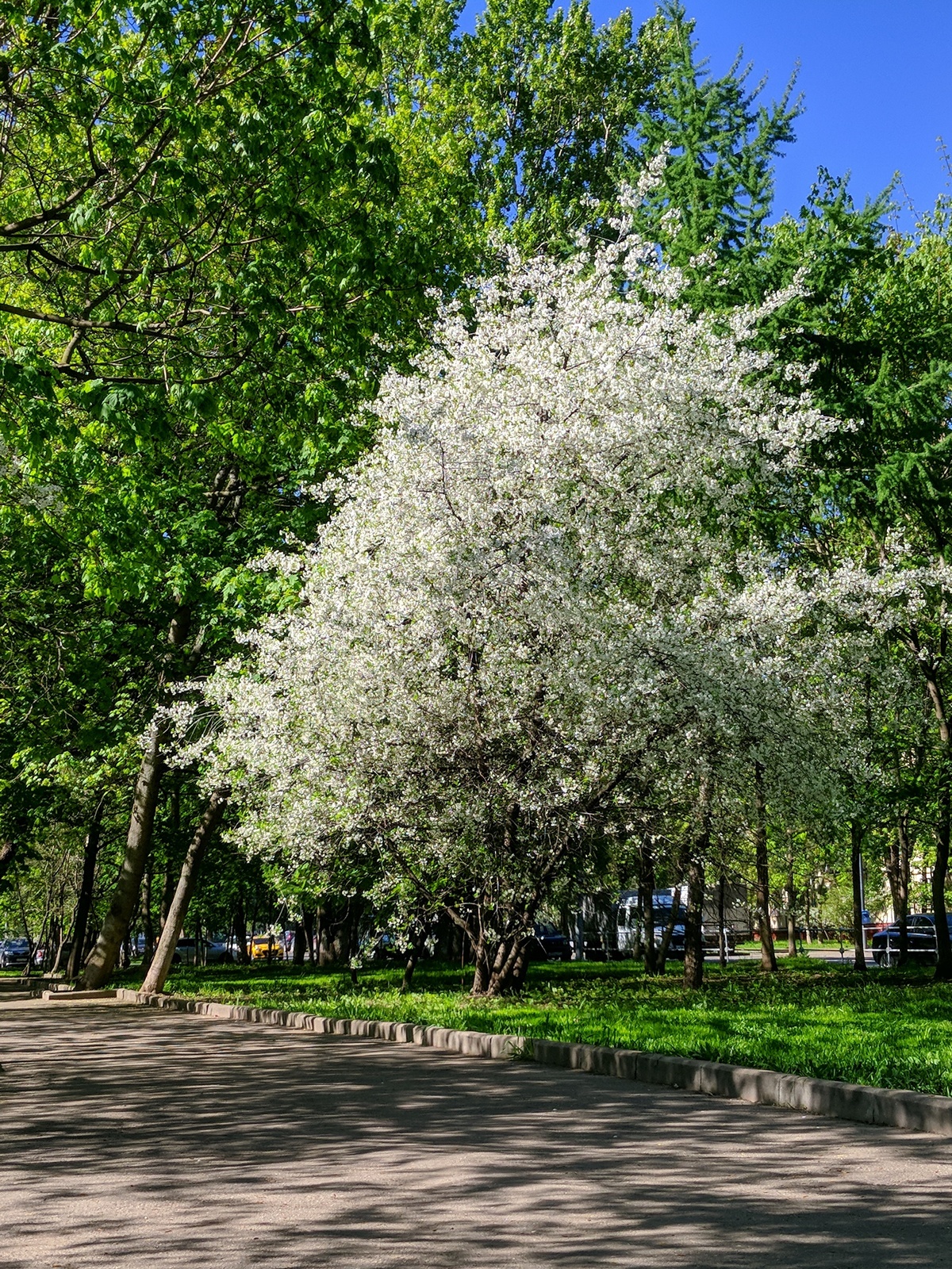 Cherry on Grimau - My, Cherry, Spring, Moscow, Mobile photography, LG G6, Longpost