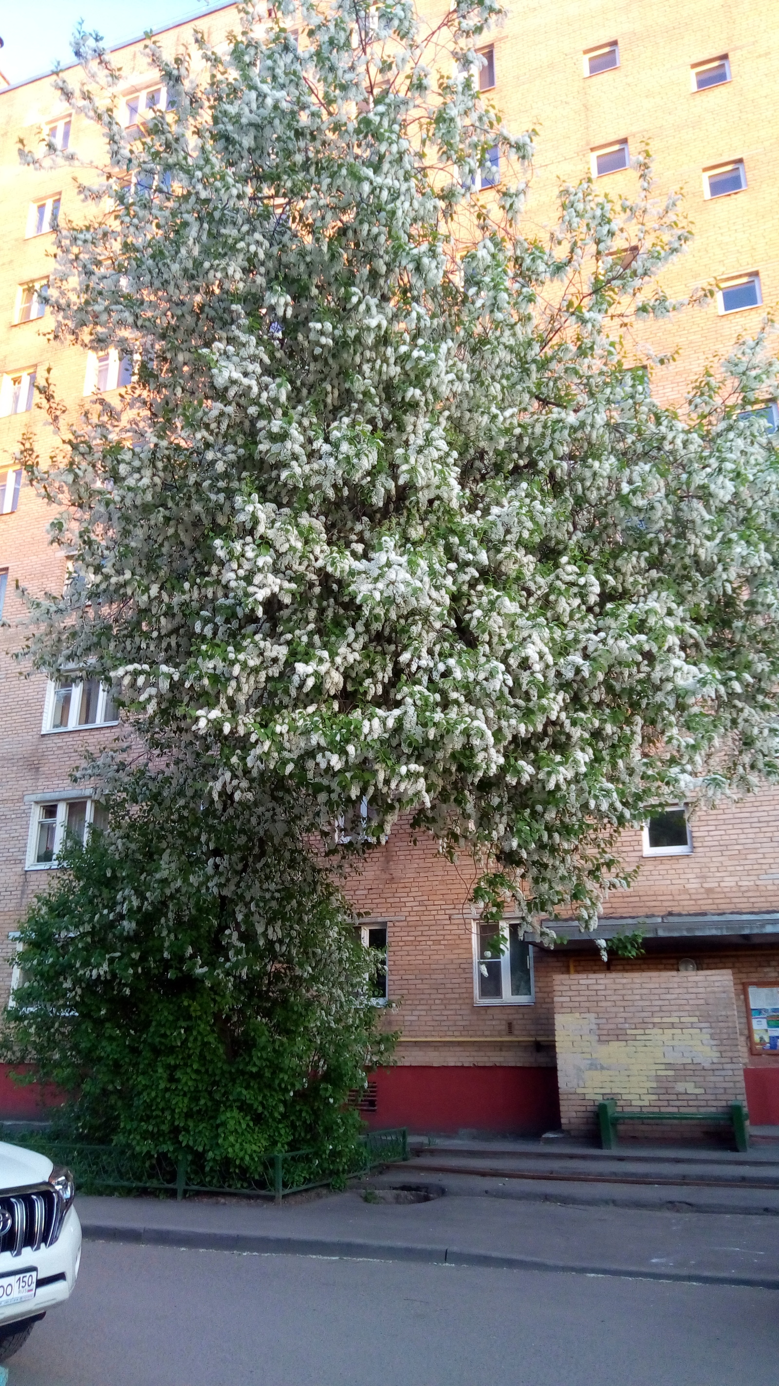 This beauty blooms across our yard! - My, My, Bird cherry, Spring