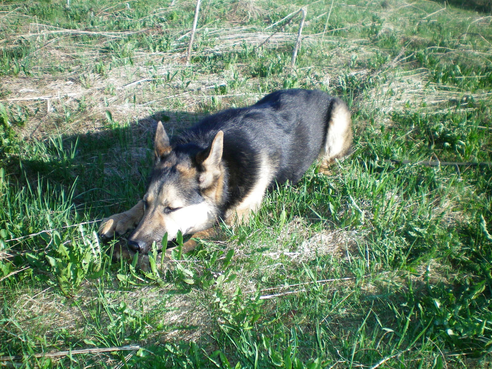 Walk - My, Dog, Walk in the woods, Longpost