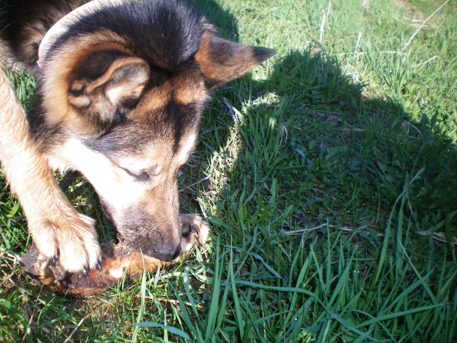 Walk - My, Dog, Walk in the woods, Longpost