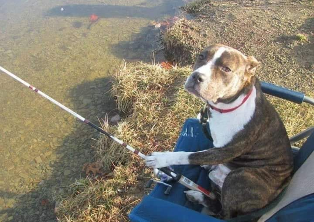 Fisherman - Fishermen, Dog