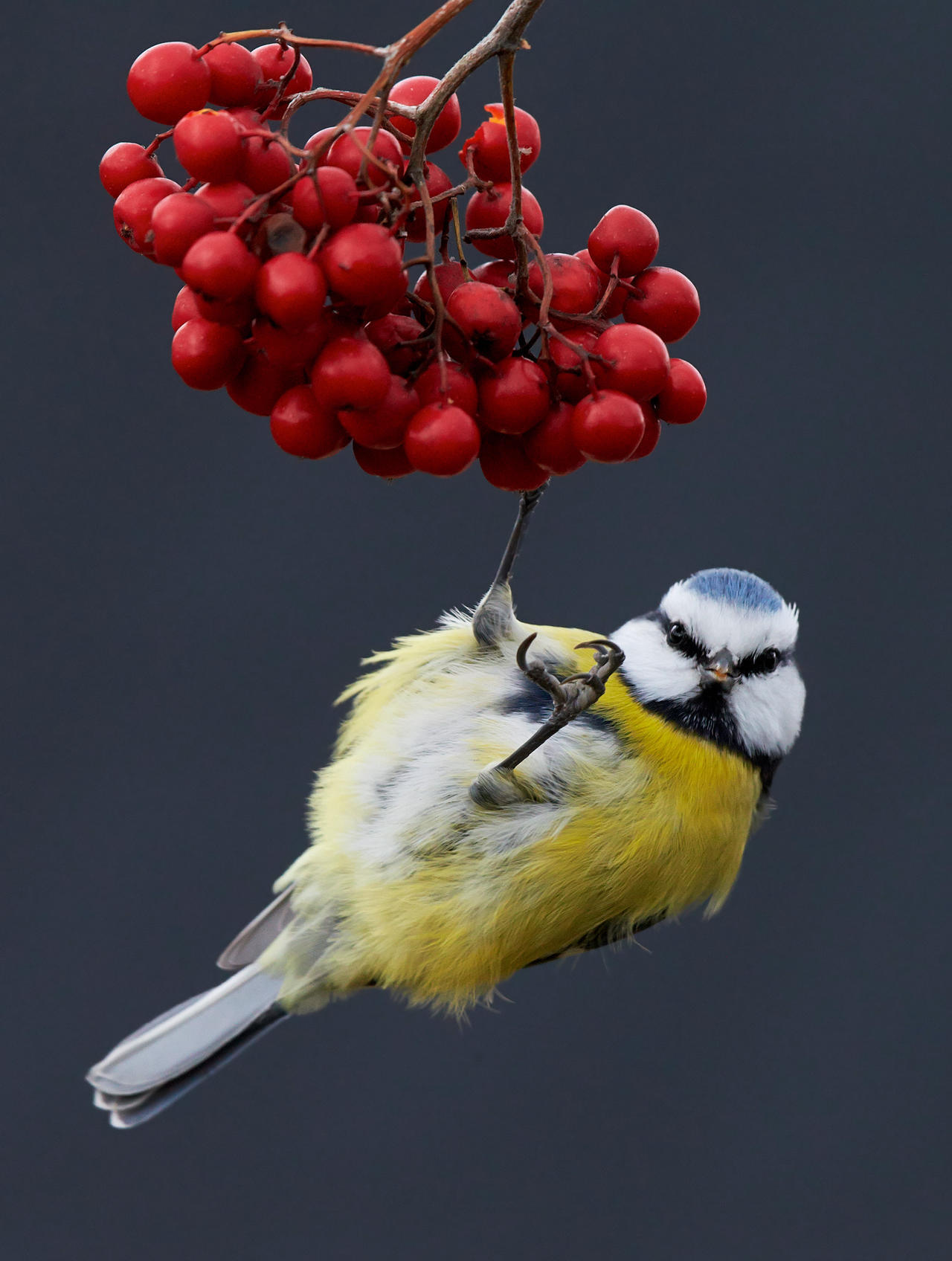 Bird Photography Contest Winners - Birds, The photo, beauty, Longpost, Interesting