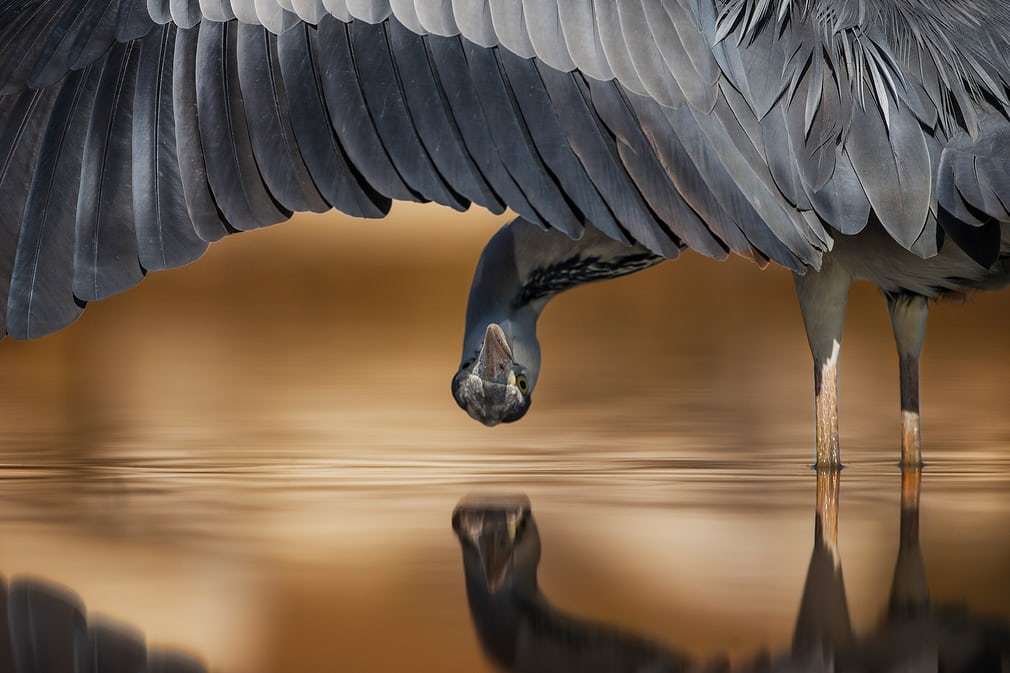 Bird Photography Contest Winners - Birds, The photo, beauty, Longpost, Interesting