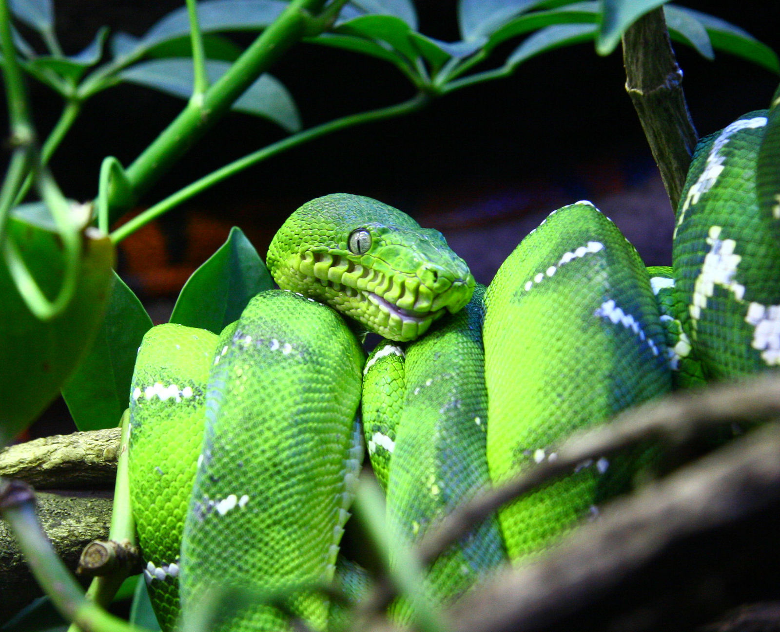 Terribly glad to see you - Snake, Reptiles, Longpost