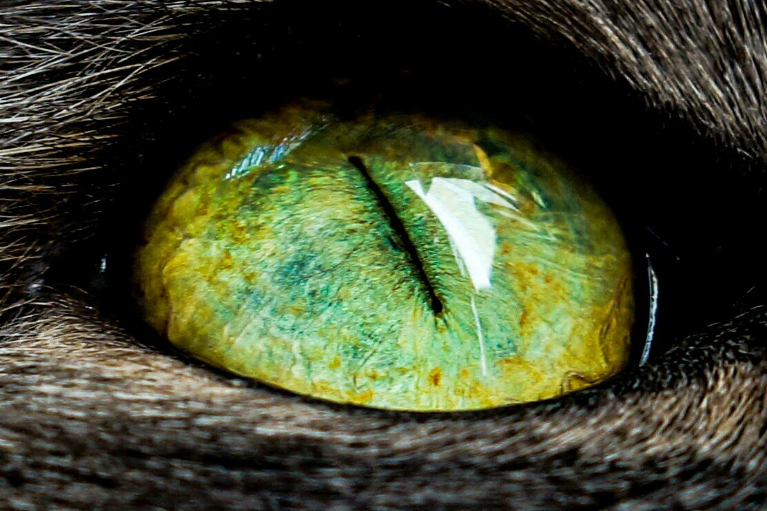 Kuzya and his eye - My, cat, Macro, Eyes, Sony, Macro photography