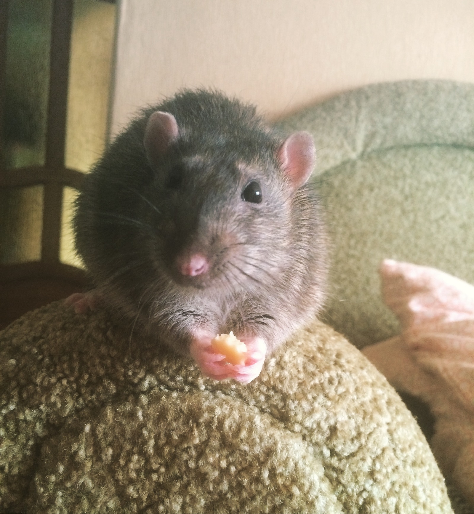 cheese hello - My, Rat, Good morning, Pets