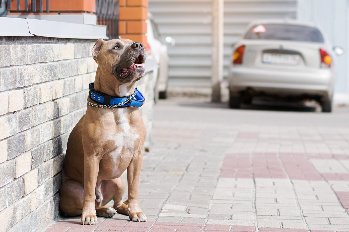 Archie. - My, Amstaff, The photo, Dog, Longpost