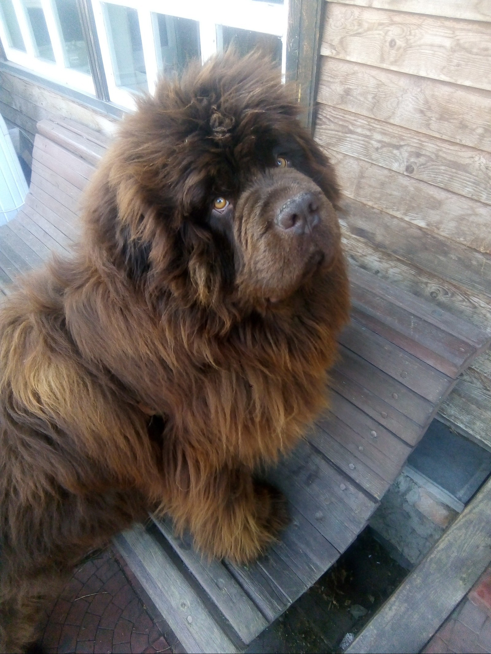 2 months to 2 years - My, Newfoundland, Dog, Friend, Longpost