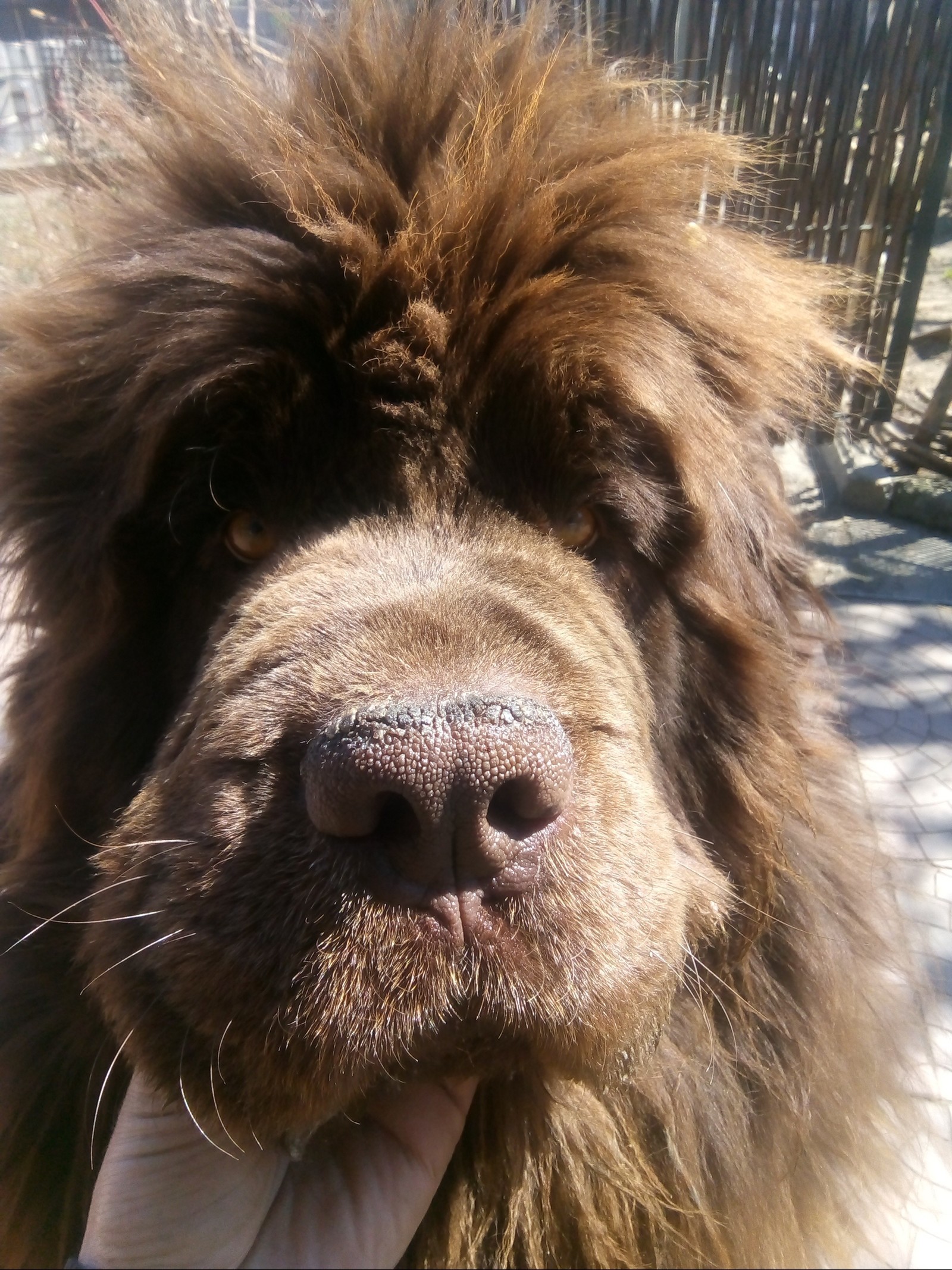 2 months to 2 years - My, Newfoundland, Dog, Friend, Longpost