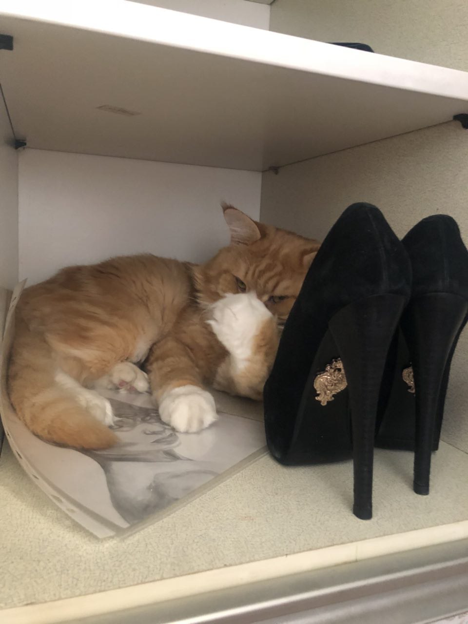 The setup from the woman came from where he did not expect - cat, Shoes, , Humor