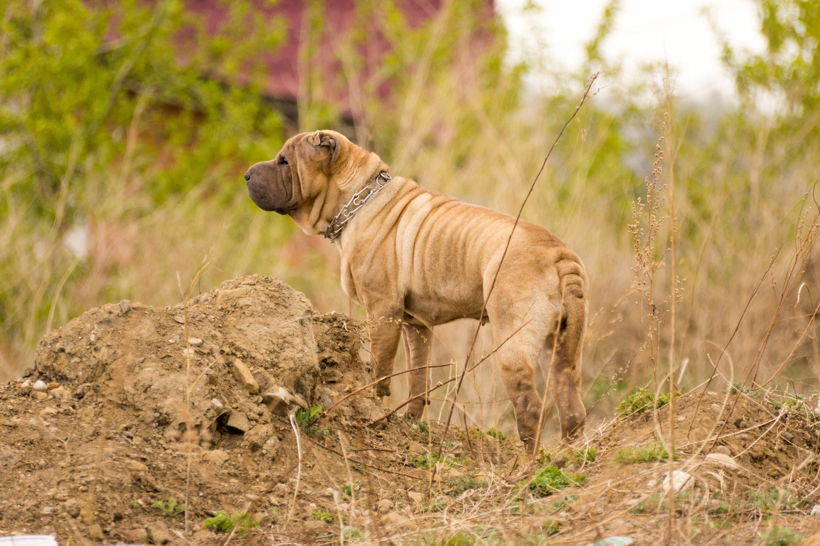 Lost dog. - My, Irkutsk, Swift, Dog, Shar Pei, No rating, Help, A loss, Helping animals