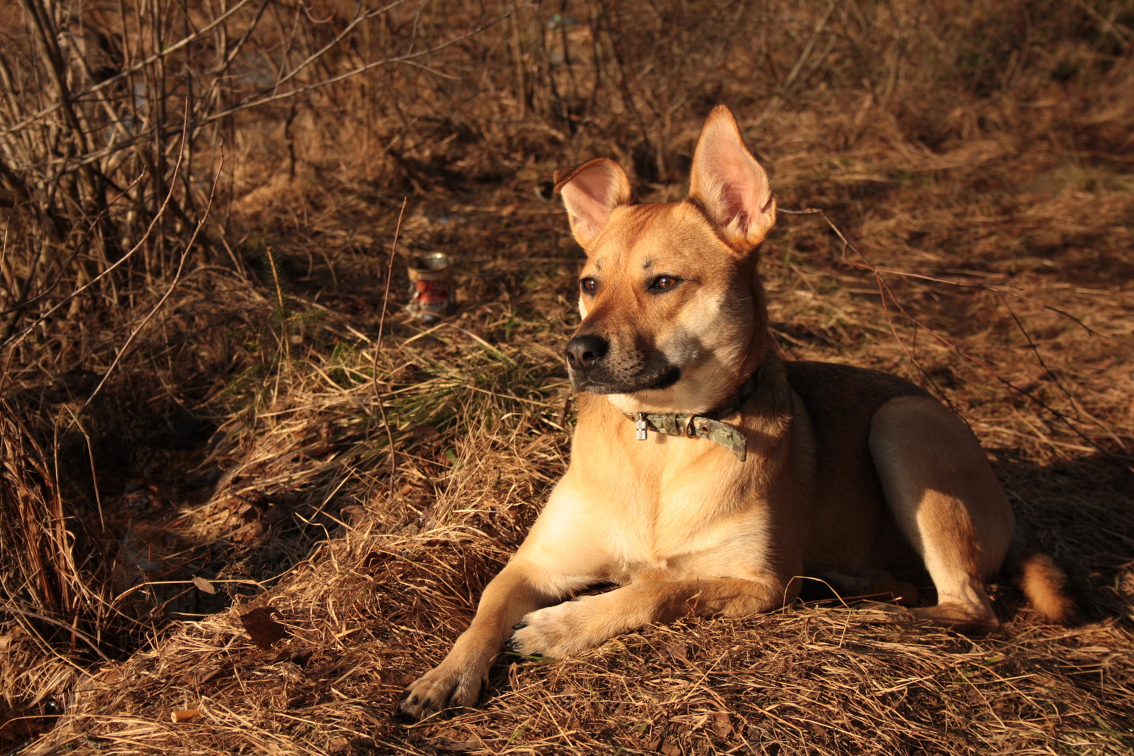 My pet animal - My, Cur, Daughter, Longpost, Dog, Children